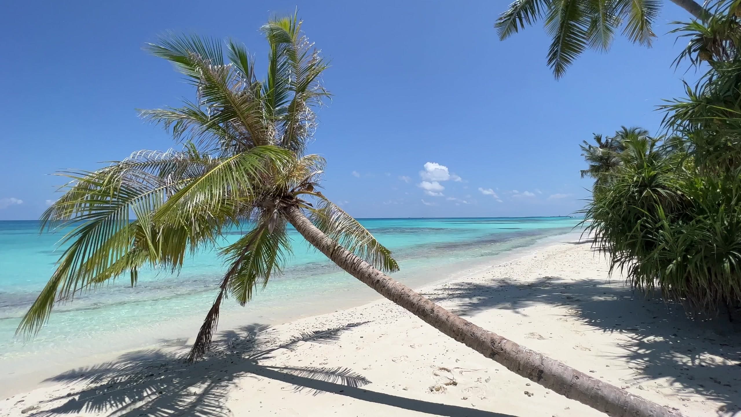 A palm tree leaning over a white-sand beach and turquoise sea