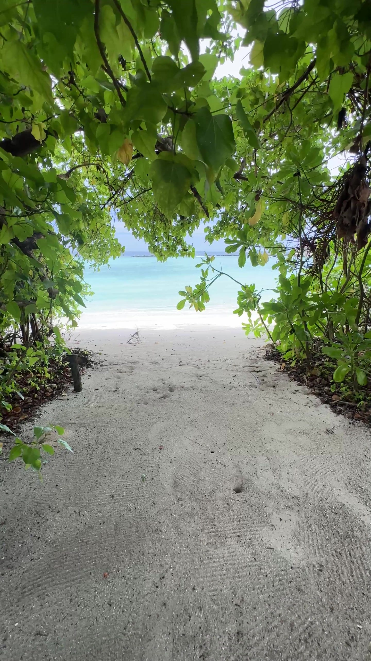 A sandy path through tropical trees opening onto the sea