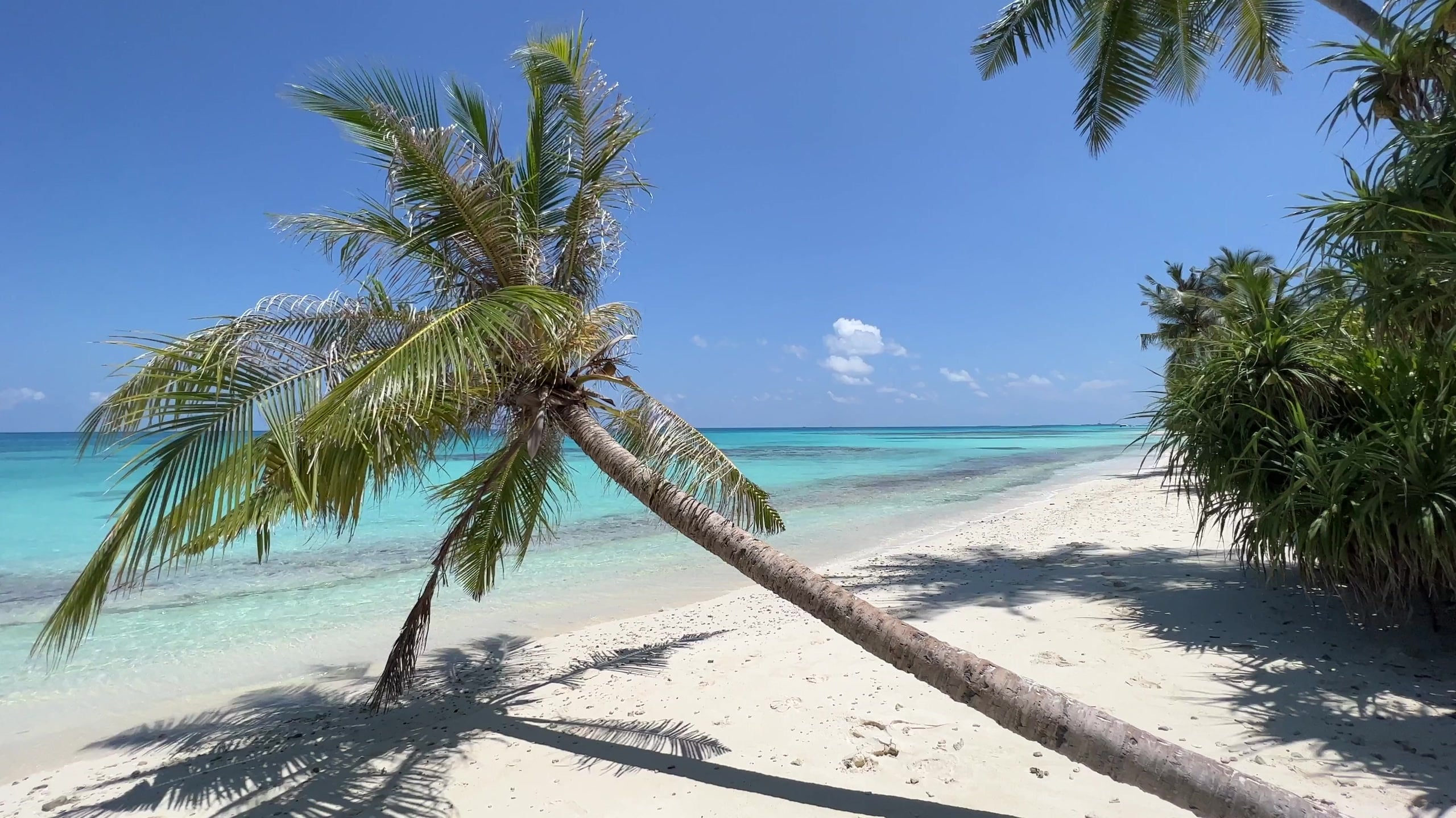 A palm tree leaning over a white-sand beach and turquoise sea