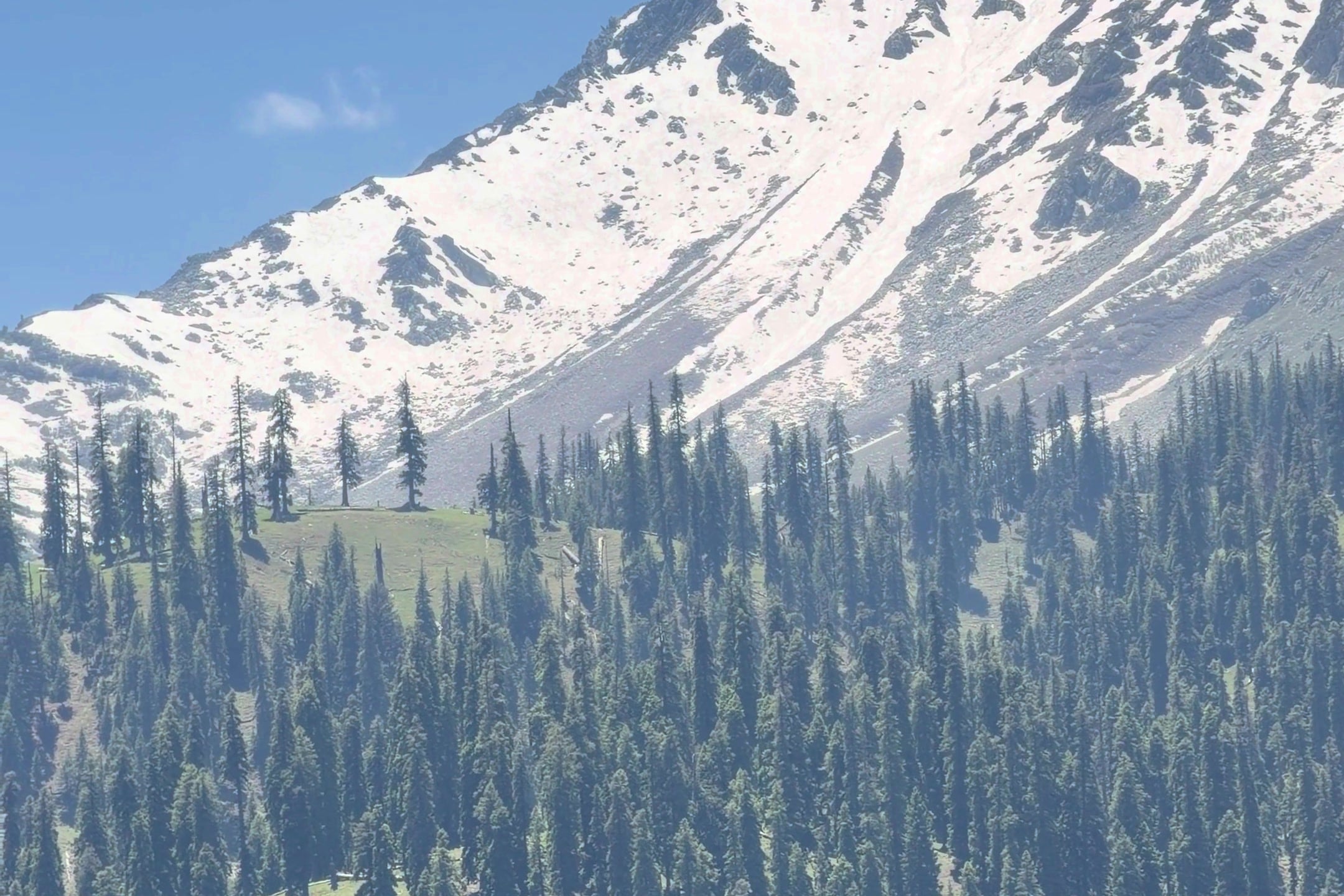 Pine forest below a snow-covered mountain in Kashmir