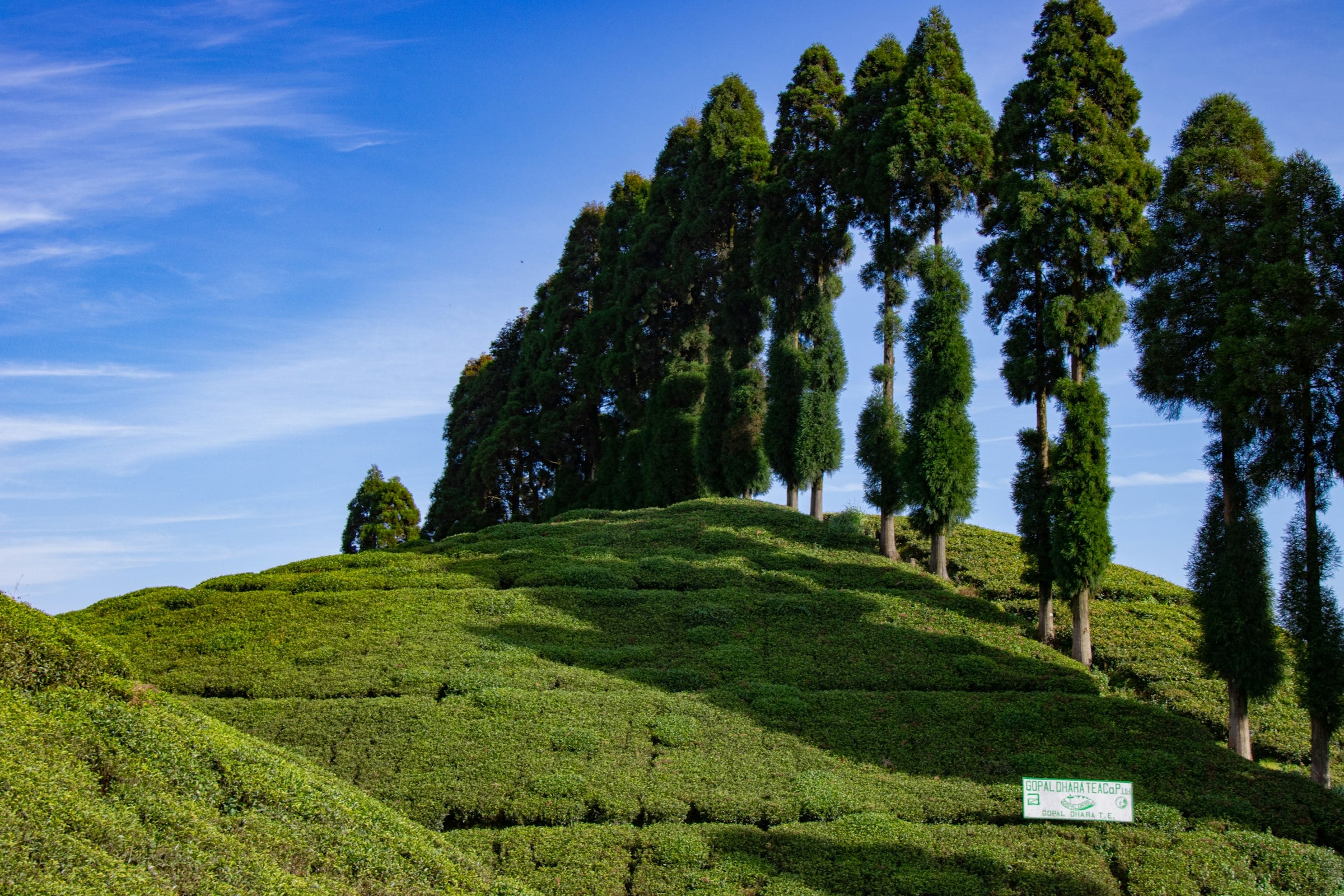 Tall trees on a ridge of tea bushes in Darjeeling