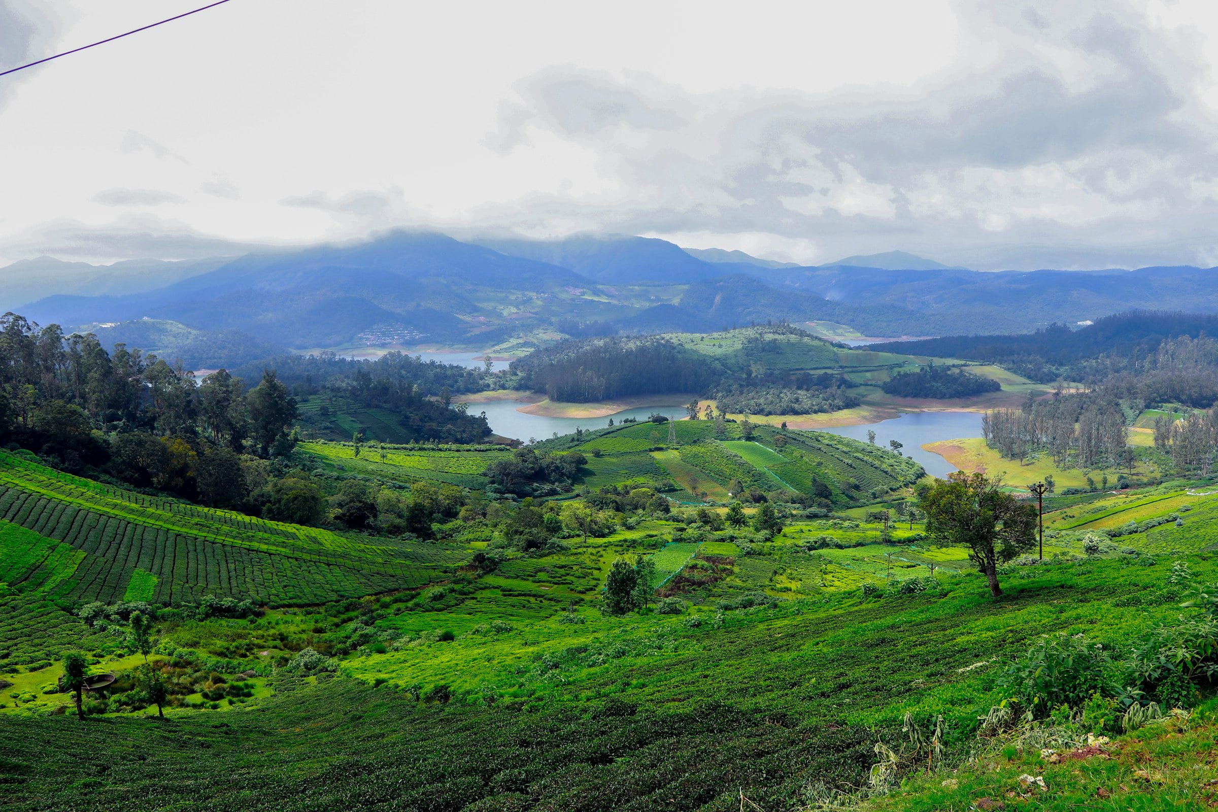 Tea-covered hills and a lake in the Nilgiris near Ooty