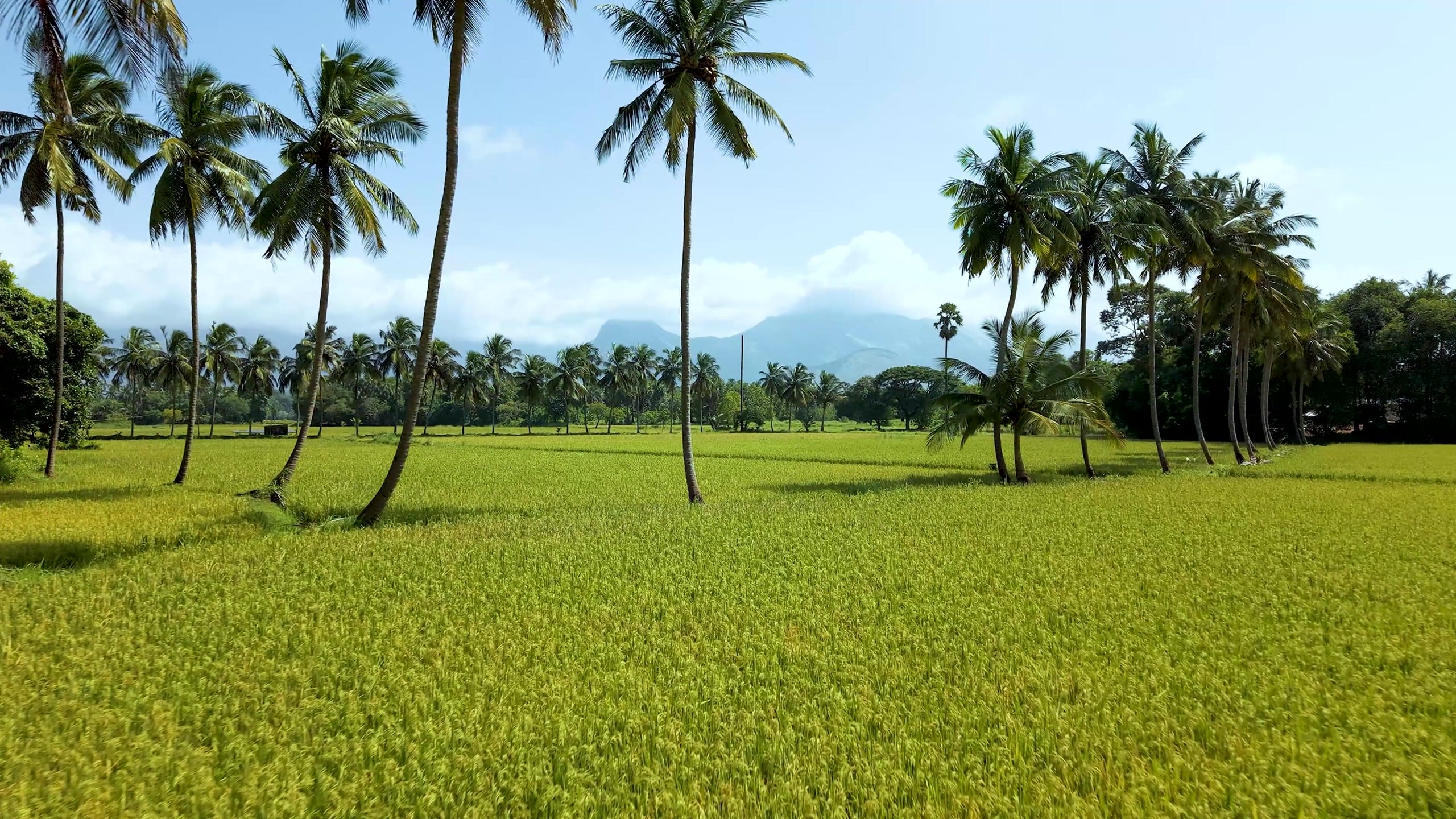Tall coconut palms in a green paddy field with hills beyond